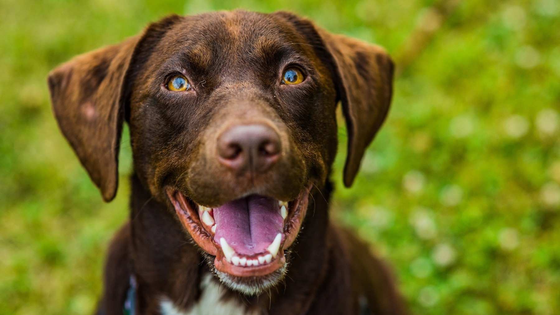 Si tu perro hace esto está intentando comunicarse contigo: las señales más reveladoras según los veterinarios