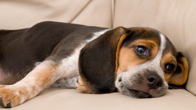 Perro aburrido
