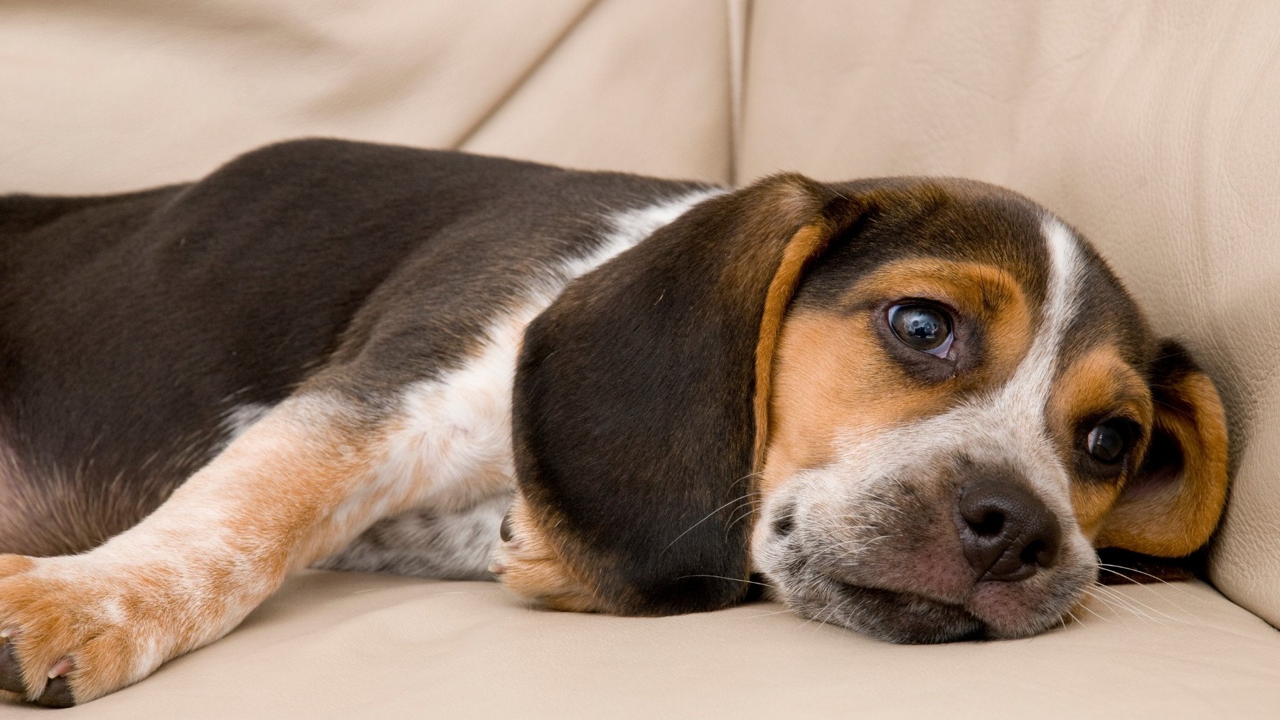 3 señales de que tu perro está muy aburrido y cómo solucionarlo, según los expertos