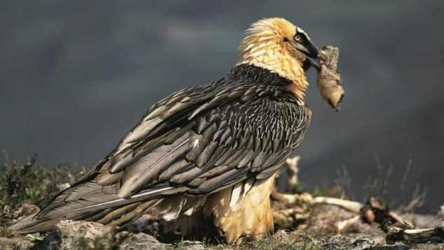 Ave, naturaleza, quebrantahuesos, naturaleza