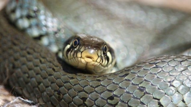 Serpiente, reptiles, curiosidades
