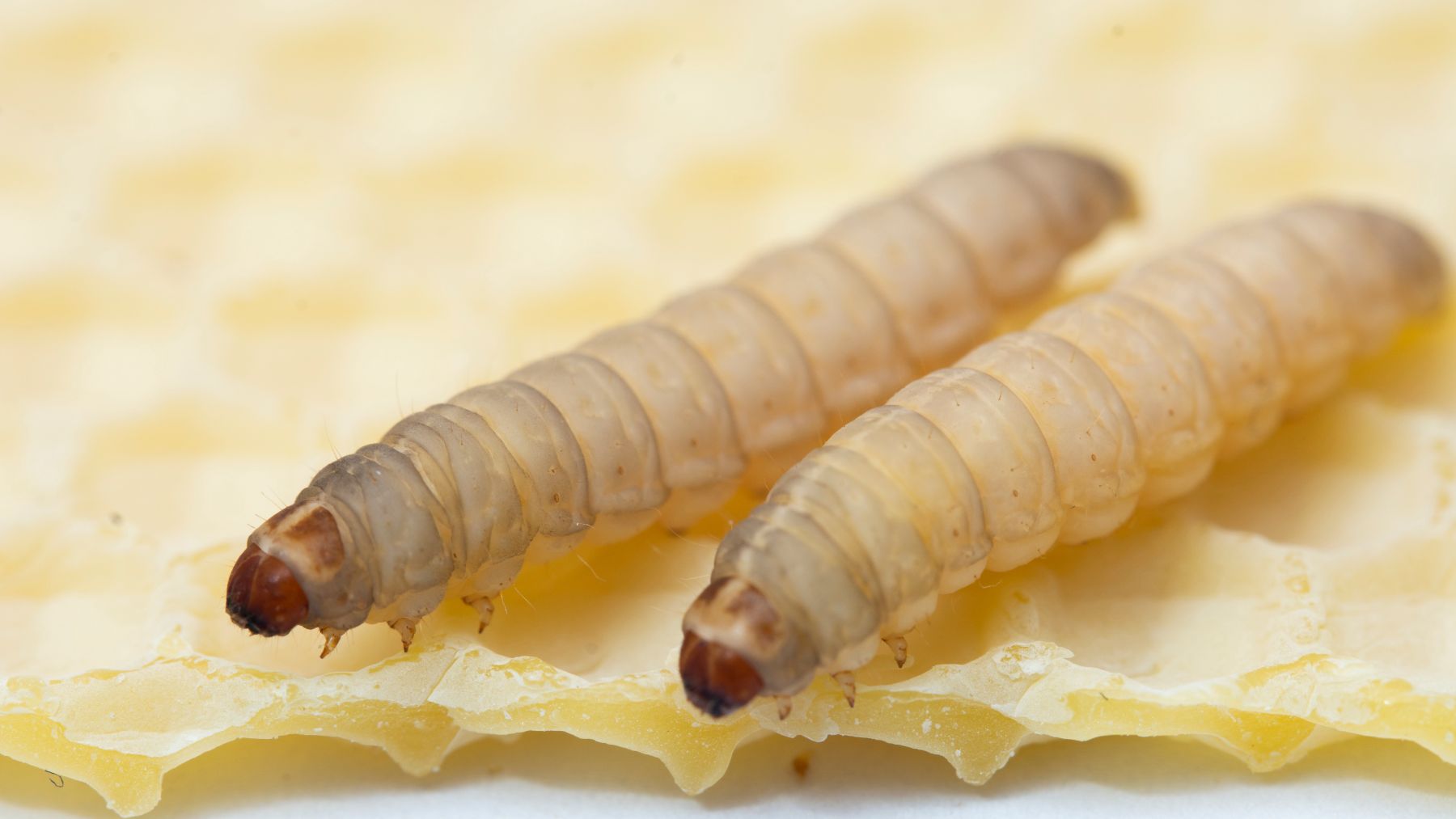 Orugas. Gusanos de la cera.