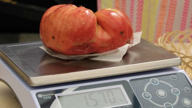 Tomate ganador, tomate, concurso