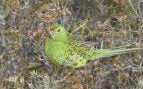 Pezoporus flaviventris, ave, pájaro, loro