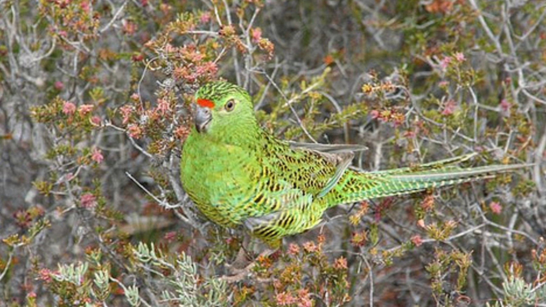 Pezoporus flaviventris, ave, pájaro, loro