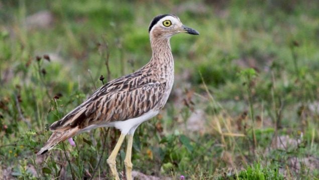 Ave, animal, curiosidades, naturaleza