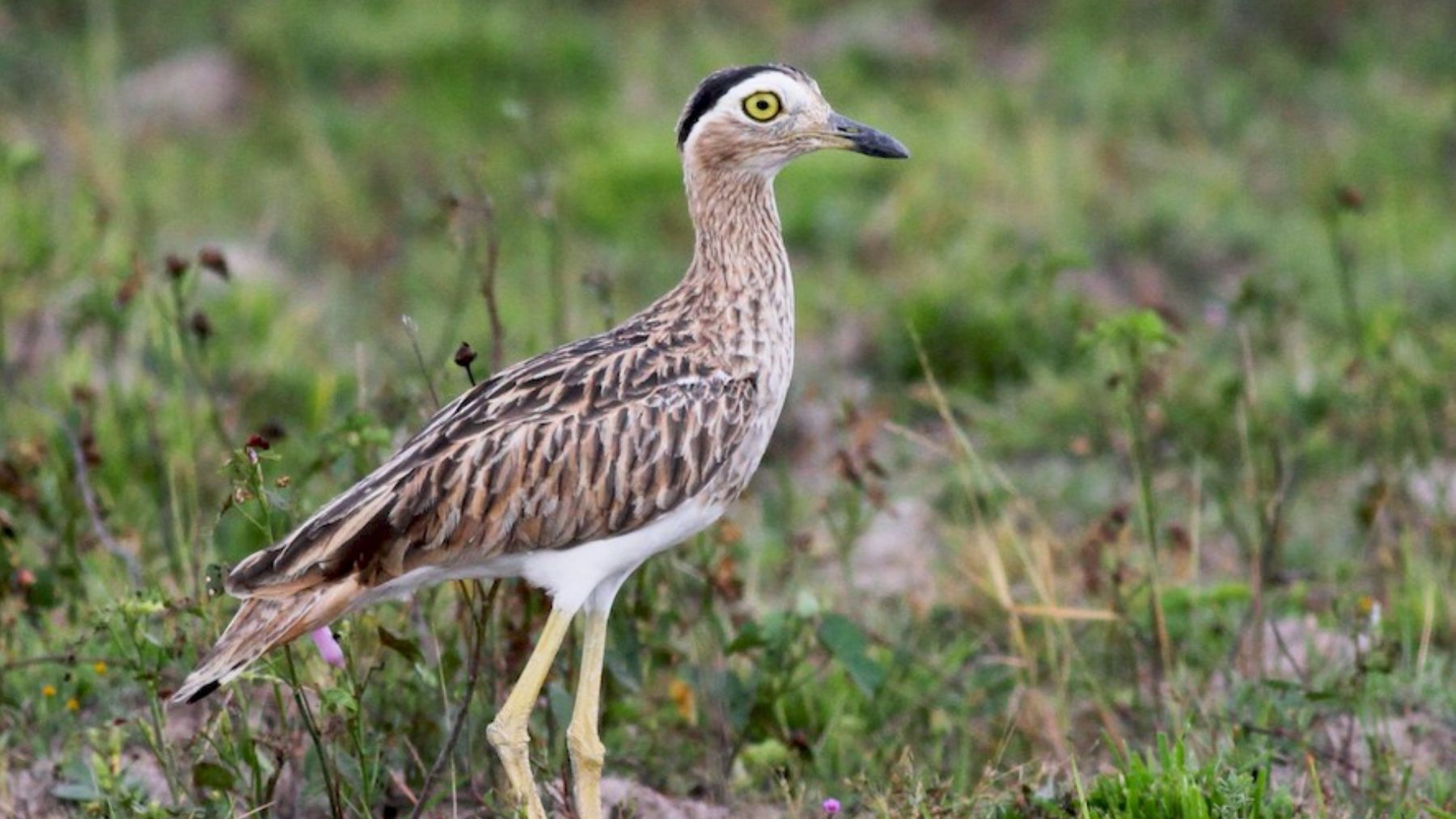 Alcaraván. Foto: eBird
