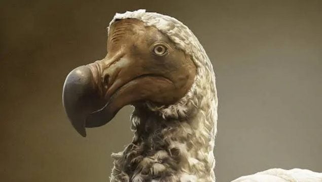 Ave, animal, curiosidades, naturaleza
