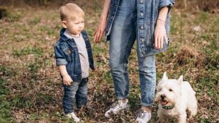 Perro, animales, mascotas