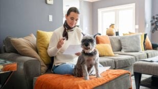 Plantas tóxicas perros