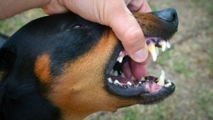 Perro, animales, mascotas