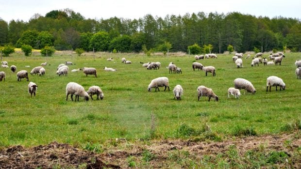 Compra directa y de cercanía: el producto local es el nuevo rey del consumo sostenible