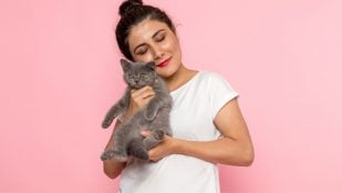 Gato, felino, animal, mascota, curiosidades