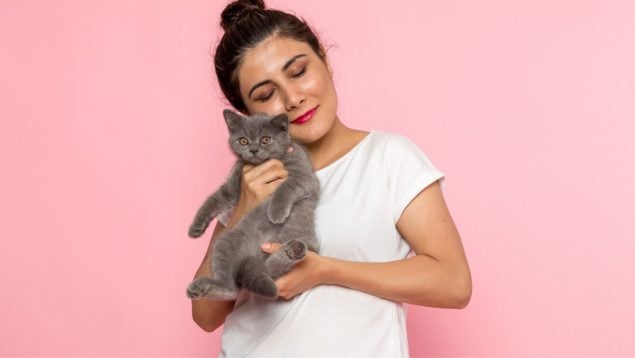 Gato, felino, animal, mascota, curiosidades