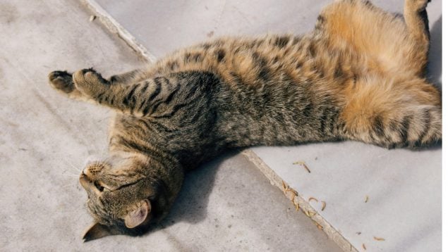 Barriga del gato
