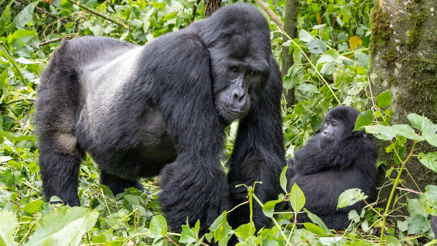 La ciencia no da crédito: nace una cría de este animal en peligro crítico de extinción en el zoo de Madrid