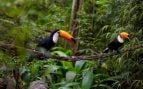 Los animales dispersores de semillas, como estos tucanes, desempeñan un papel clave en la lucha contra el cambio climático.