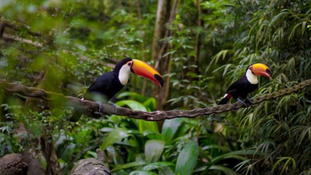Los animales dispersores de semillas, como estos tucanes, desempeñan un papel clave en la lucha contra el cambio climático.