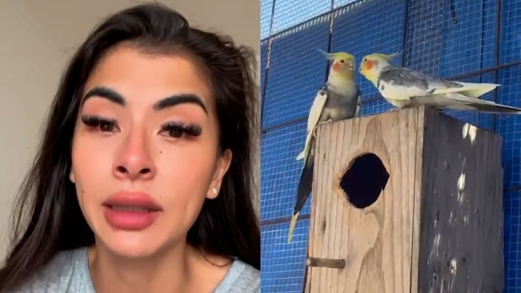 Denuncian el robo de más de 80 pájaros de madrugada en una finca de Palma