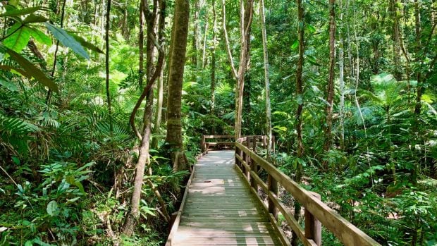 Selva tropical de Daintree, en Australia.