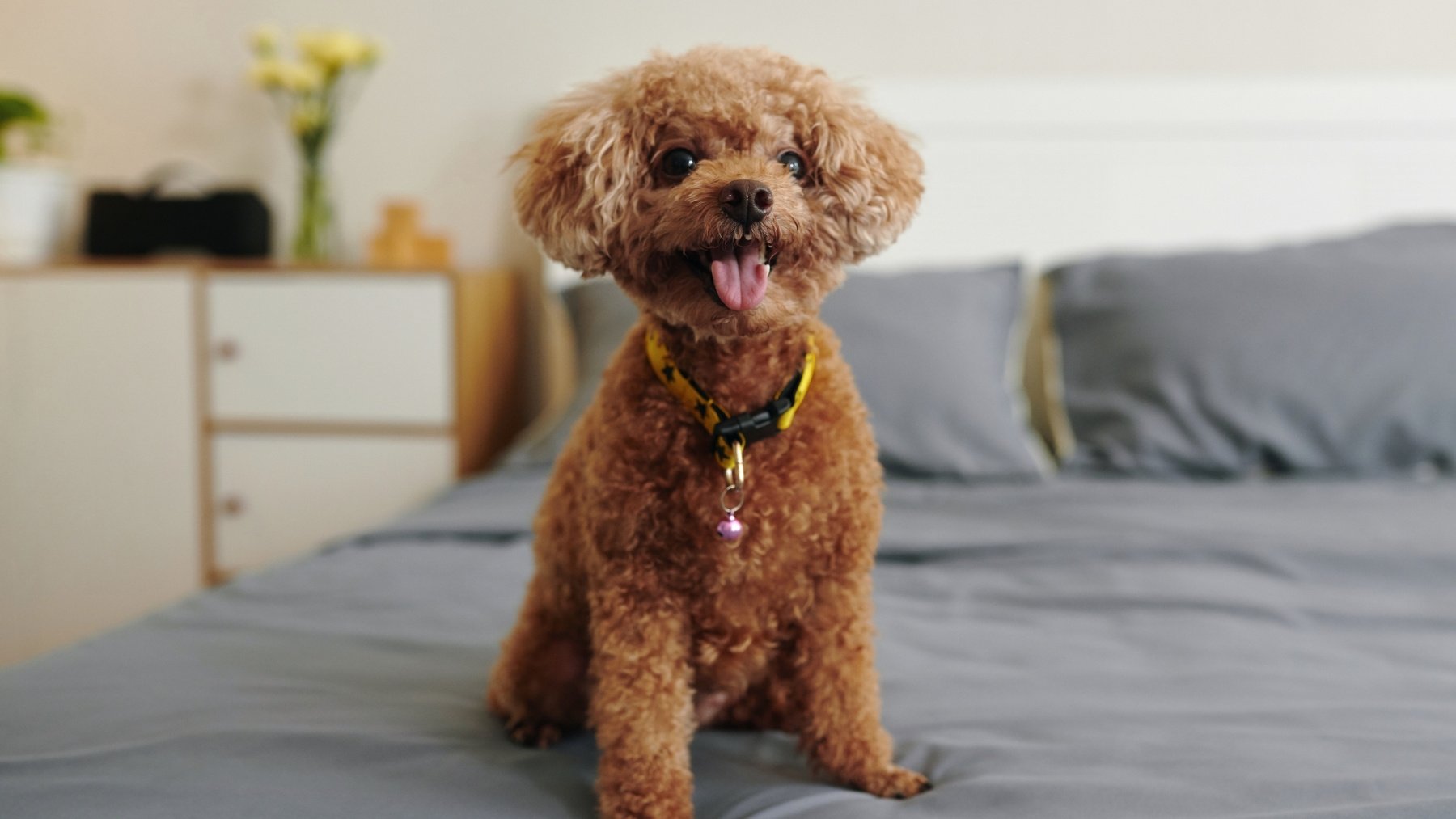 4 razas de perro recomendadas para familias principiantes, según un adiestrador