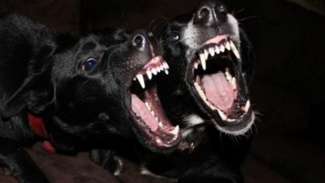 Una mujer protege a su hijo del ataque de dos perros y acaba en la UCI con 196 puntos en la cabeza
