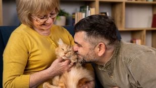 Gato, felino, animal, mascota, curiosidades