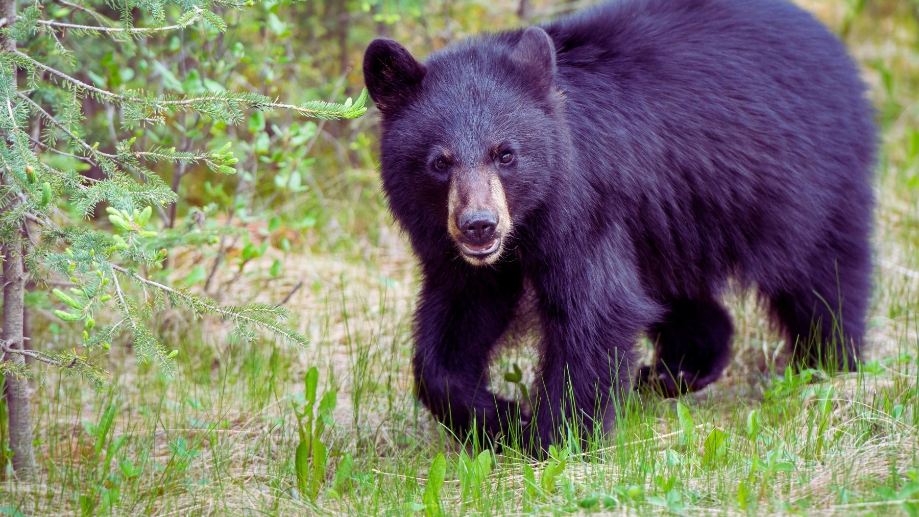 Expertos advierten de un desastre mundial: Florida aprueba la caza de osos negros y lo que se espera es preocupante