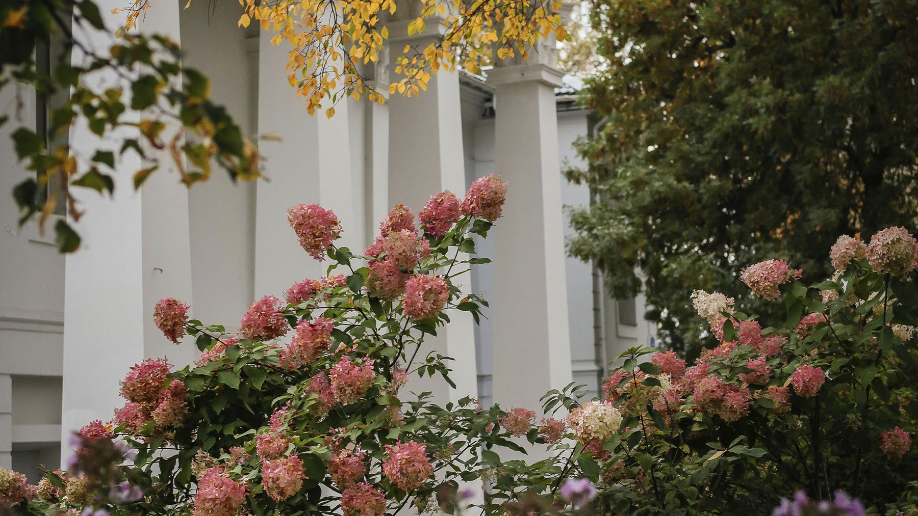 Flores de jardín. Foto: Pexels.