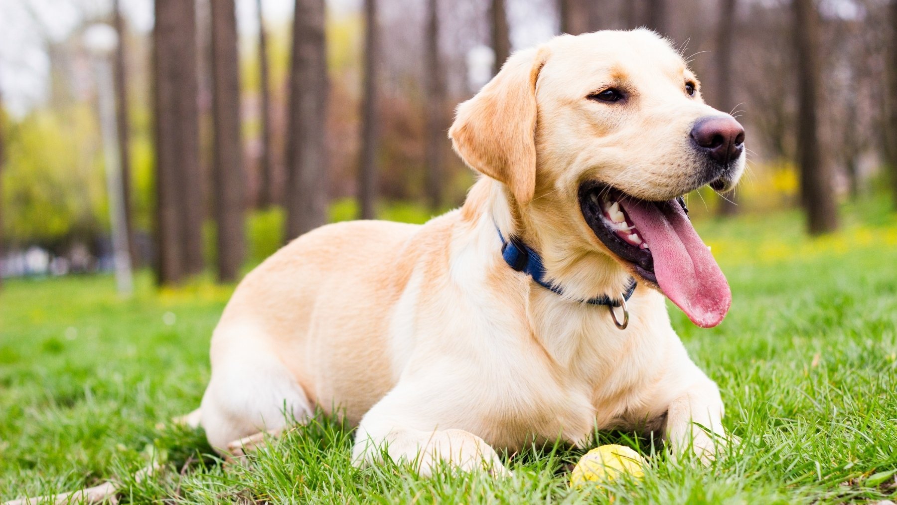 Los veterinarios lo confirman: si tu perro hace esto es más inteligente de lo normal