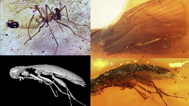Insectos en ámbar