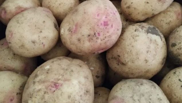 Papas, cultivos, agricultores canarios