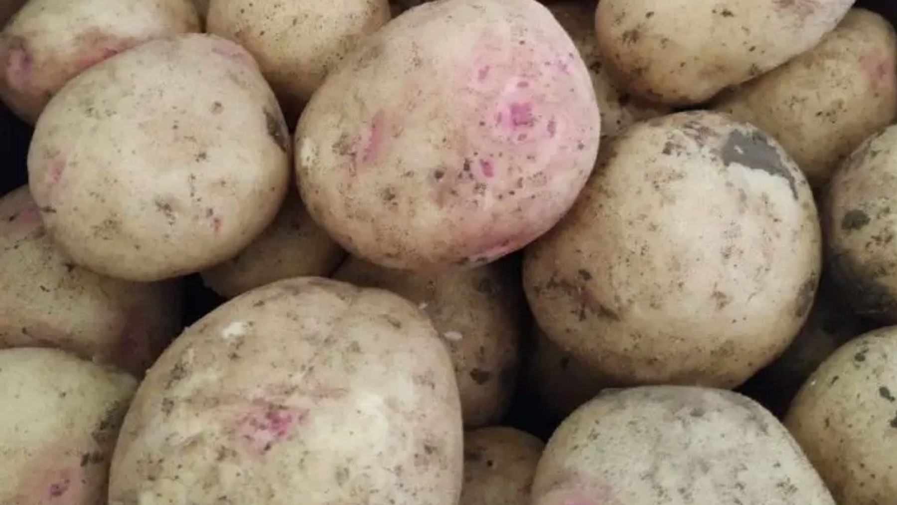 Papas del país. Foto: MercaCanarias