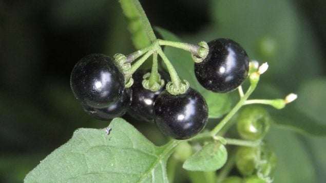 Solanum nigrum, baya, naturaleza