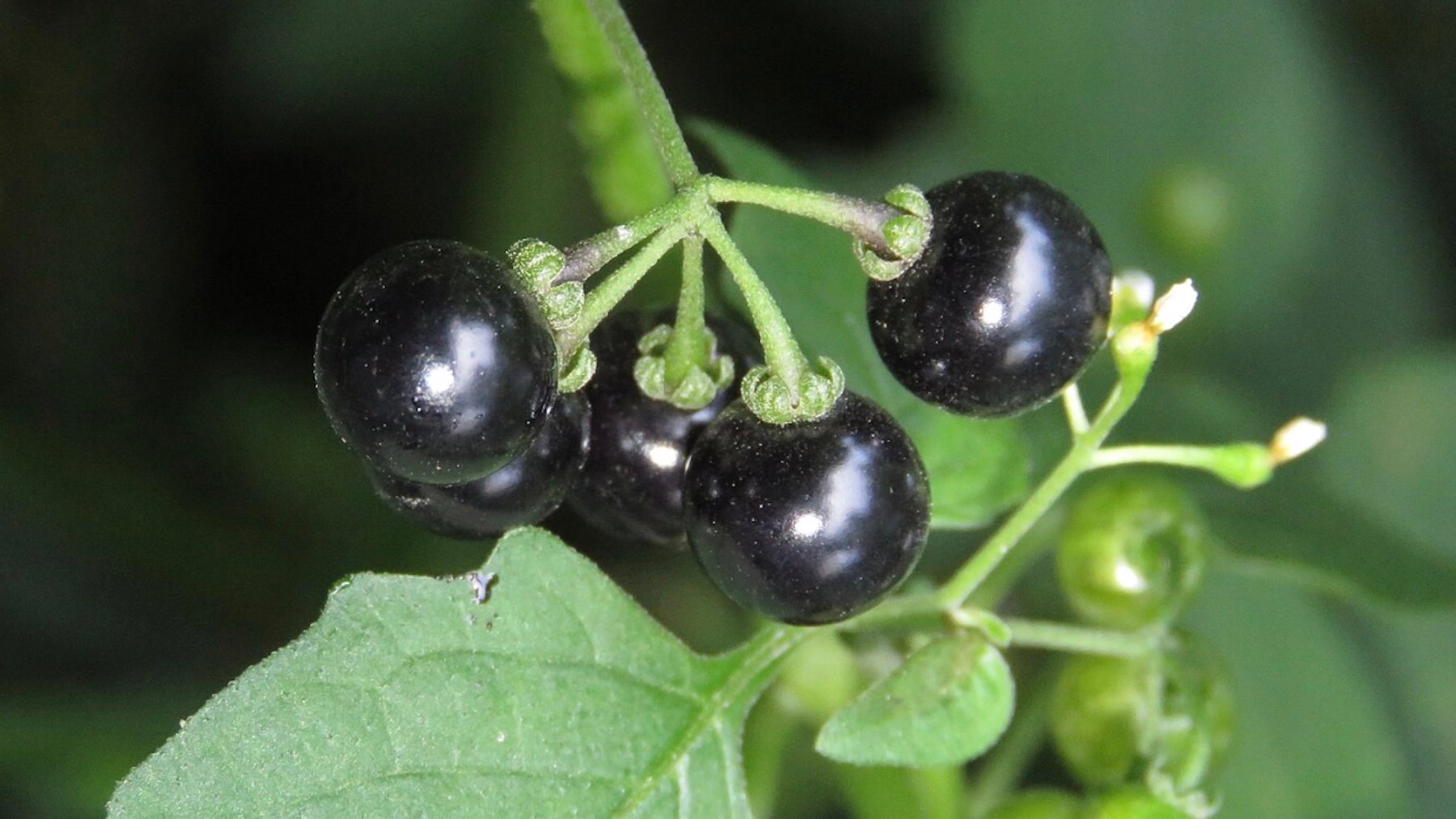 Máxima precaución si los ves en el campo en otoño: parecen arándanos pero son bayas tóxicas casi indistinguibles