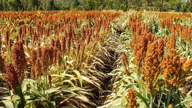 Campos de sorgo. 