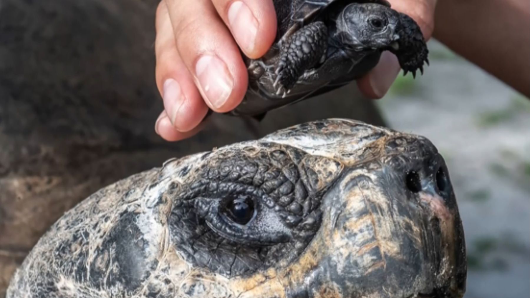 Tortuga, animal, curiosidades