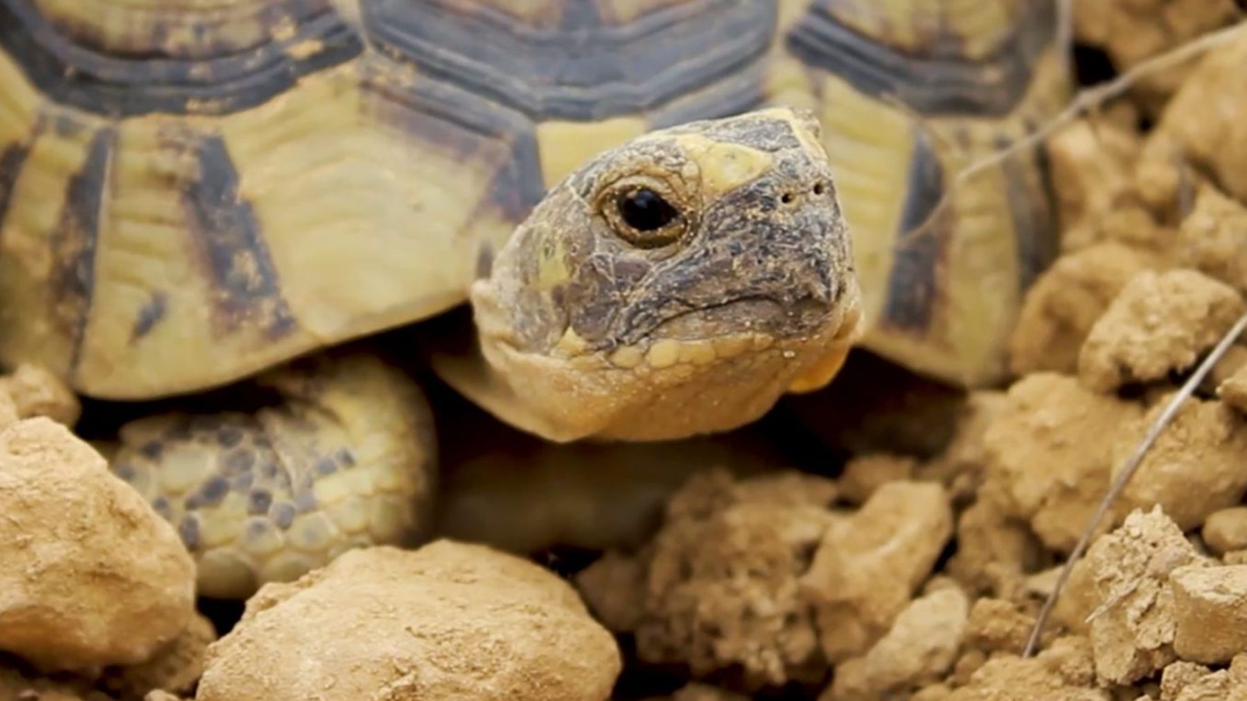 Este animalito pone en jaque a los agricultores murcianos: está protegido y vive en zonas de cultivo