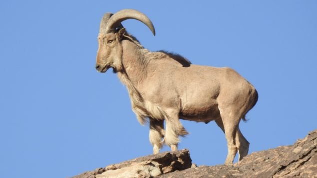 Ammotragus lervia, animales, especie invasora