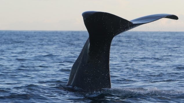 Animal más ruidoso del mundo, animales que más ruido hacen, sonido del cachalote, por qué el cachalote es tan ruidoso, sonido de los cachalotes.