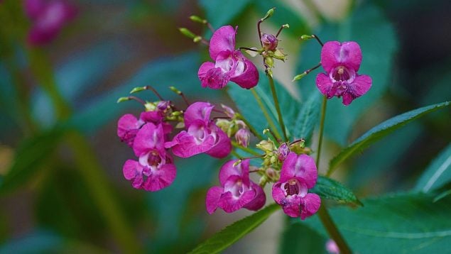 Plantas, flora, curiosidades