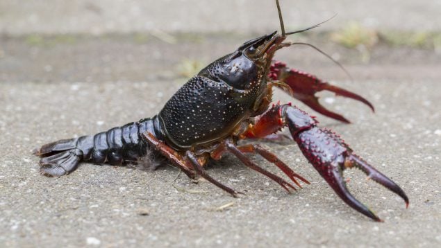Cangrejos de río, animales, naturaleza