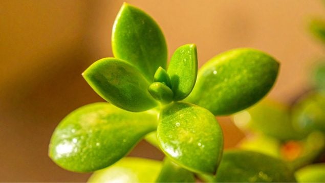 La planta de jade