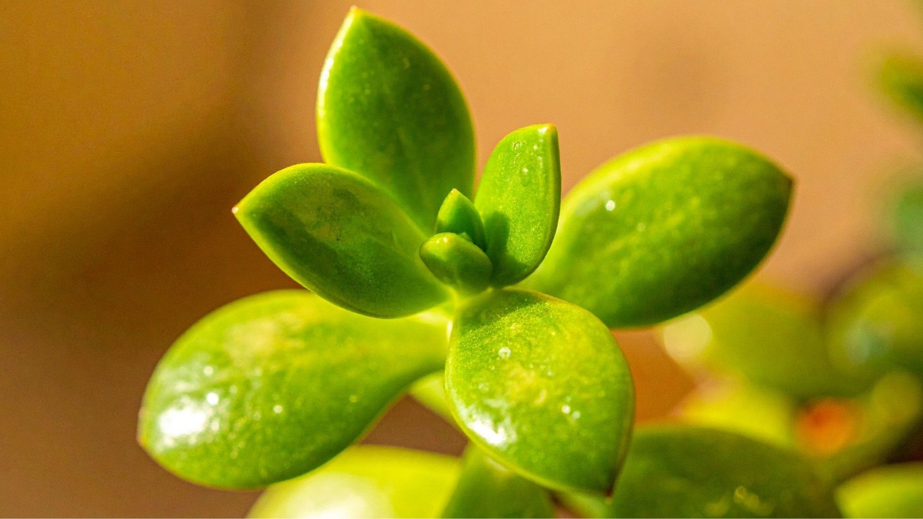 Dónde colocar la planta de jade para tener mucha suerte y dinero, según la tradición del Feng Shui