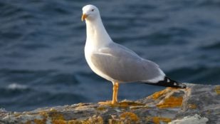 Gaviotas, Galicia, aves, naturaleza