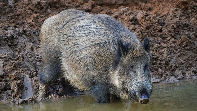 Jabalí, animal, curiosidades