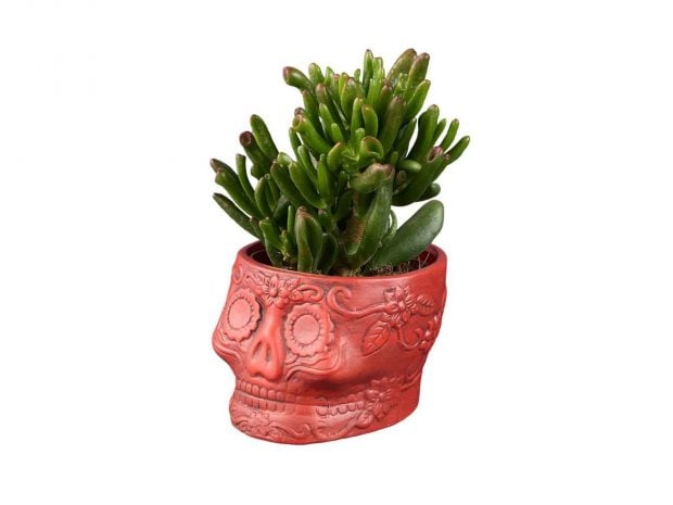 planta Lidl Halloween