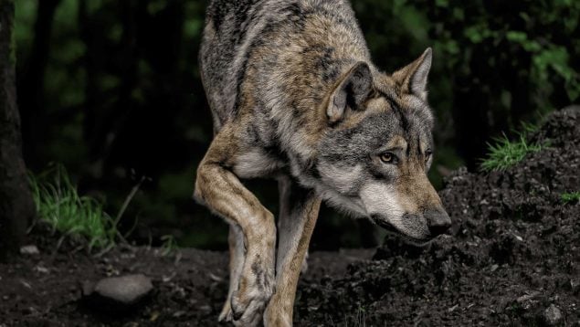 Requisitos para cazar lobos en Asturias, caza del lobo en Asturias, cuándo se pueden cazar lobos en Asturias, caza del lobo.