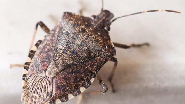 Insecto
