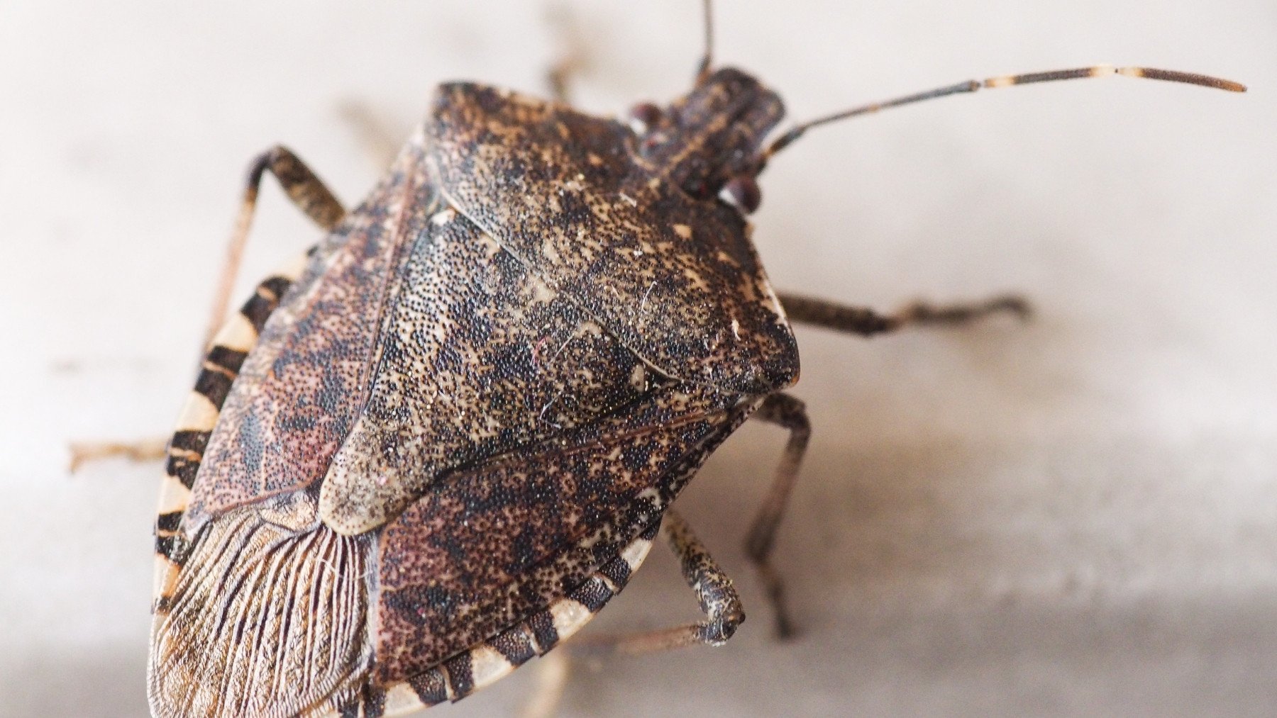 Alerta en España por la vuelta del insecto más peligroso: se esconde en tu casa donde menos te lo esperas